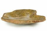 Polished Fossil Coral (Actinocyathus) Dish - Morocco #323061-1